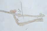 Pterosaur Wing (Azhdarchidae) - Solnhofen Limestone #136252-3